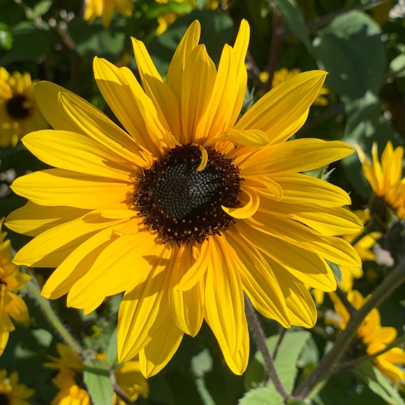 Meet your Posher, Cora - Picture 1 of 1